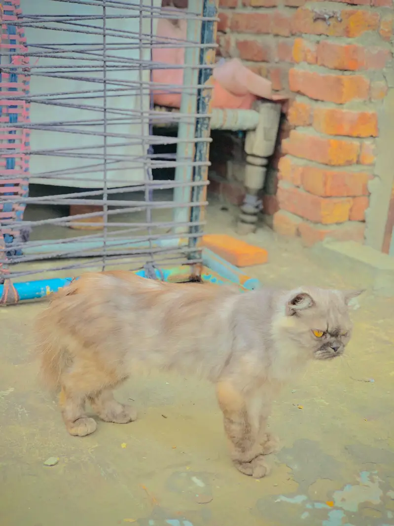 persion  cat — photo 4