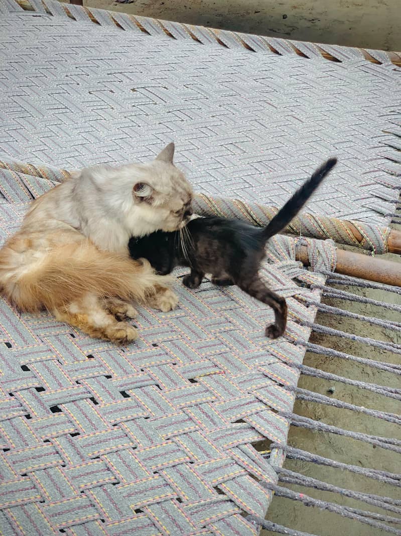 persion  cat 6
