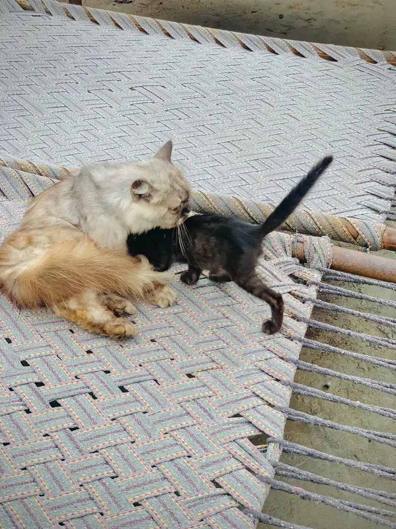 persion  cat — photo 7