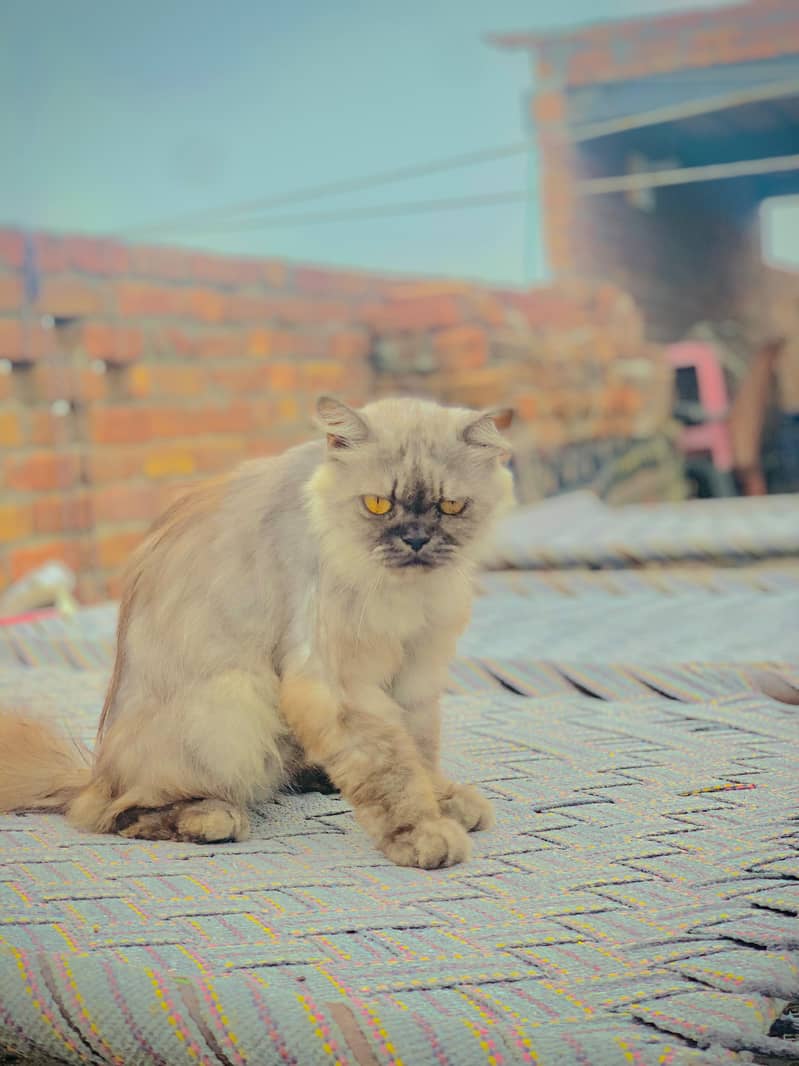 persion  cat 7