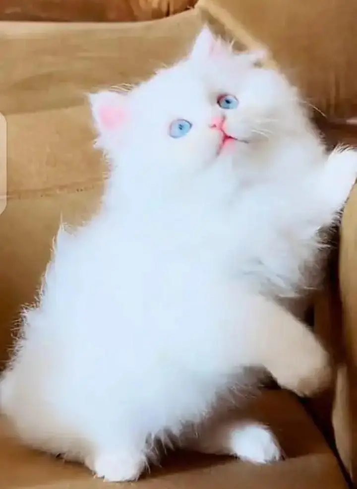 (Persian female kitten) (for sale all) (Pakistan delivery available) — photo 2