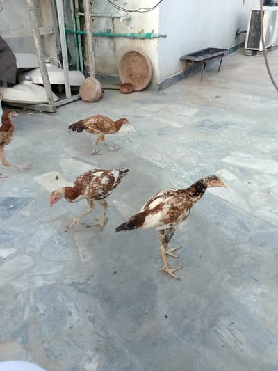hens for sale
