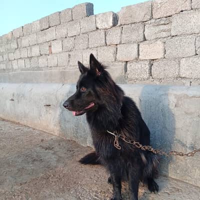 German shepherd femail