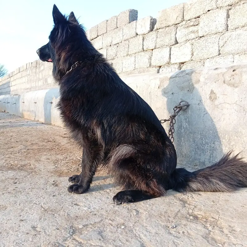 German shepherd femail — photo 2
