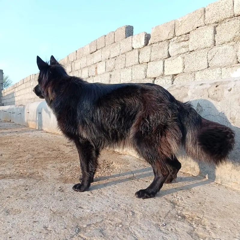 German shepherd femail — photo 3