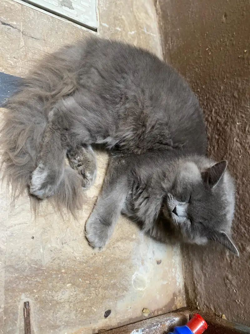 Gery persian cat for sale — photo 2