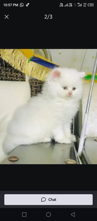 Persian cat 2month vaccinated