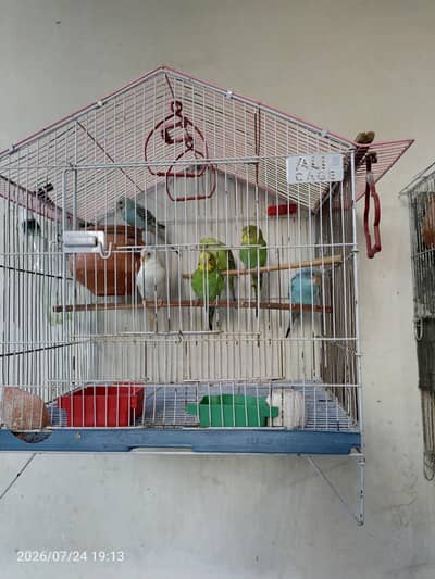 Australian Budgies Parrotts for Sale