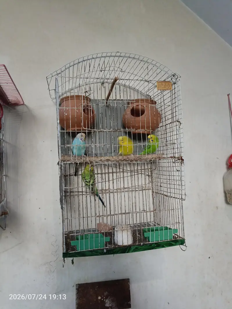 Australian Budgies Parrotts for Sale — photo 2