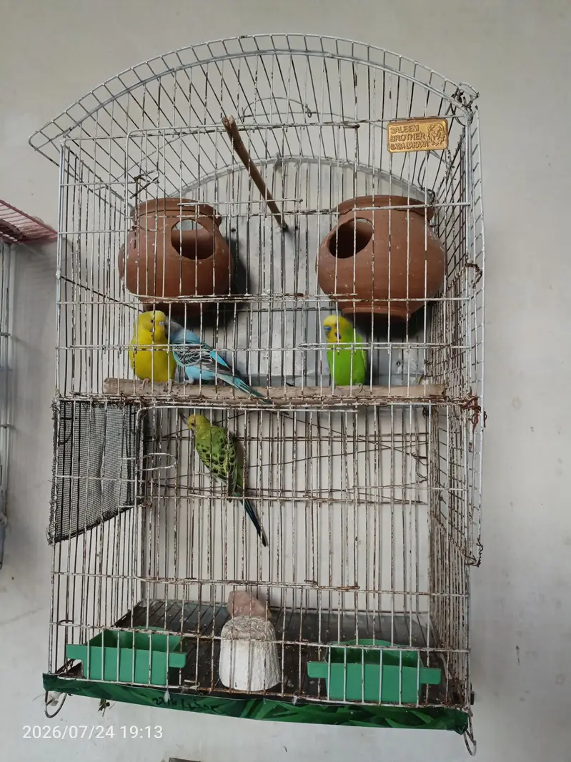 Australian Budgies Parrotts for Sale — photo 3
