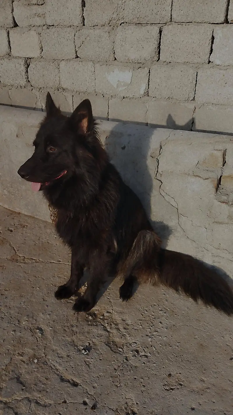 German shepherd femail — photo 4