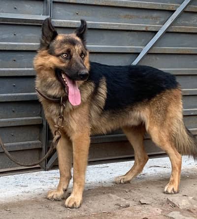 German shepherd