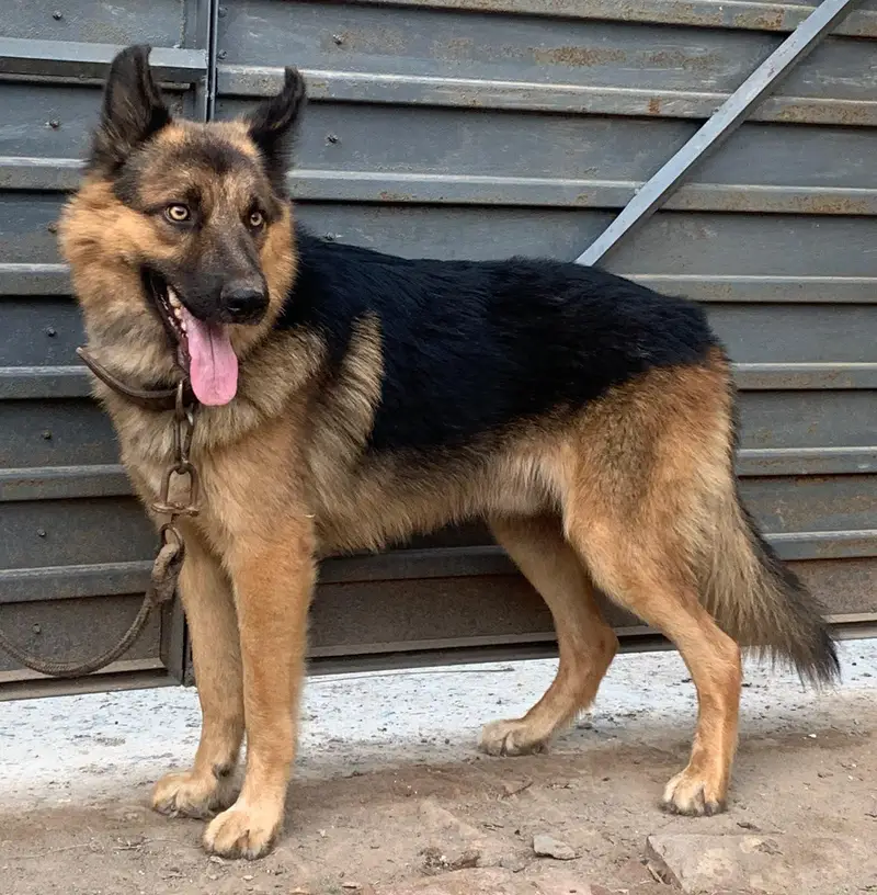 German shepherd — photo 2