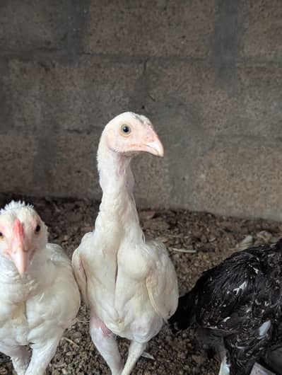 Aseel Heera and Aseel Chick for sell