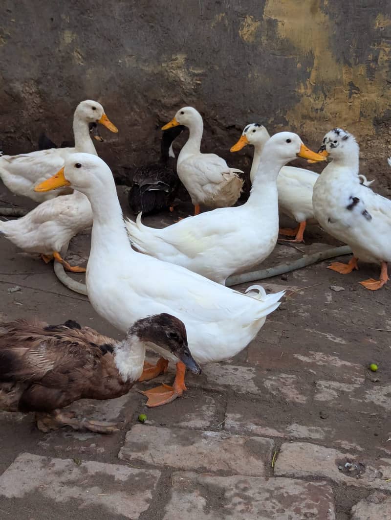 White ducks 4