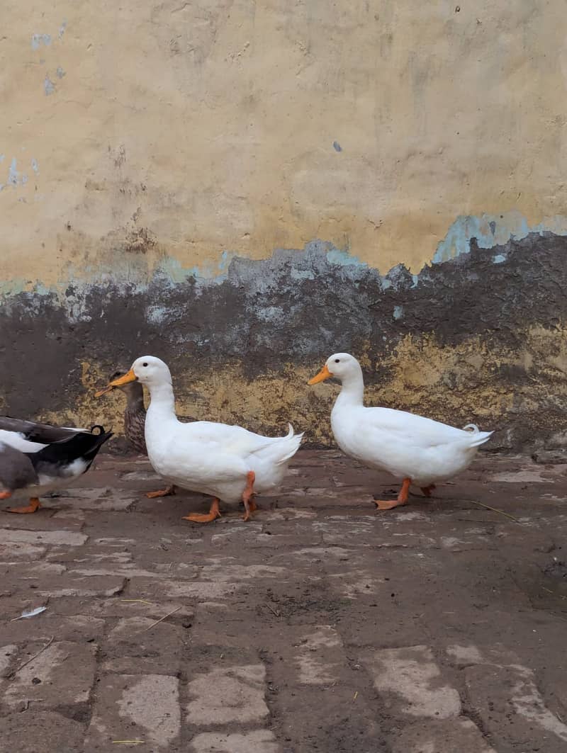 White ducks 8