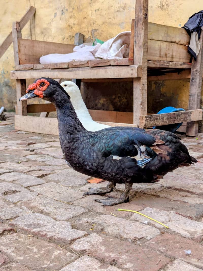 White ducks 10
