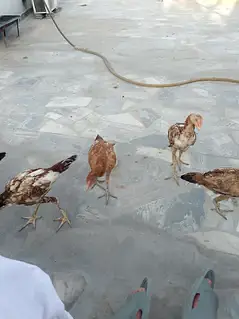 hens for sale — photo 2