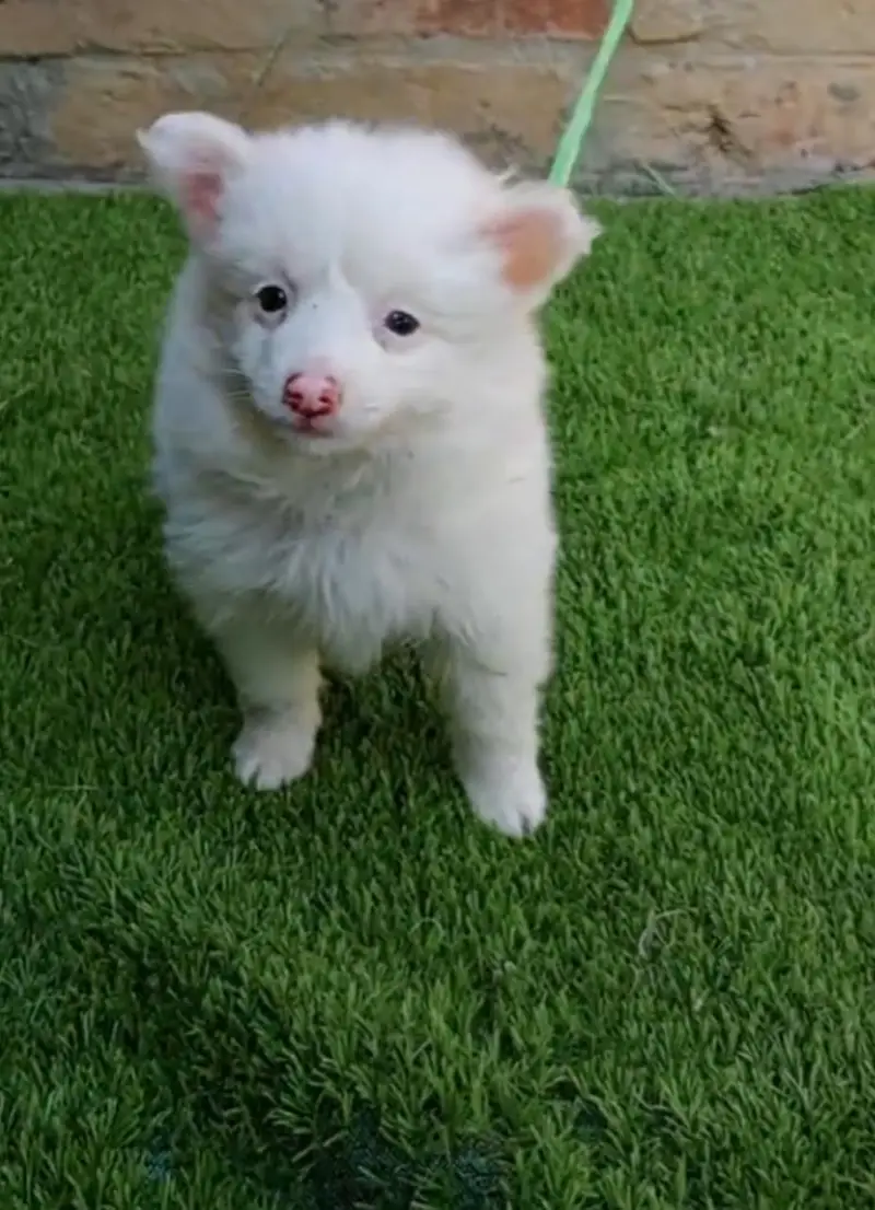 Russian puppy dog eag 3 month  my — photo 2