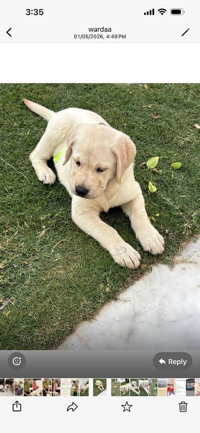 labrador