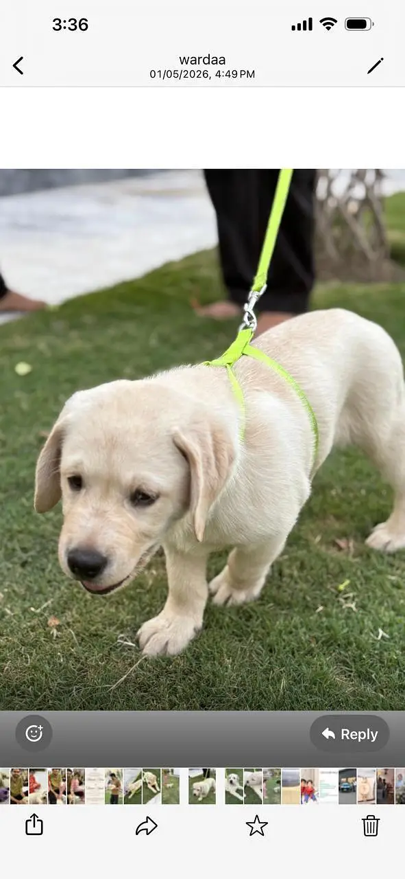 labrador — photo 2