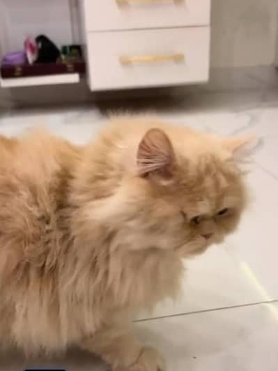 Persian Cat