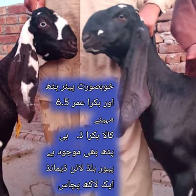 pure black dabba beetal Bakra aur bakri amritsari|goat