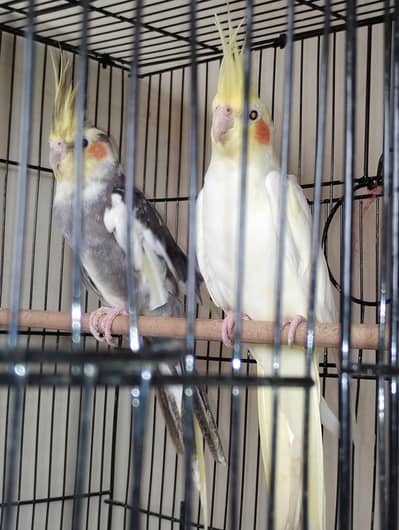 cocktail breeder pair cont 03009215069