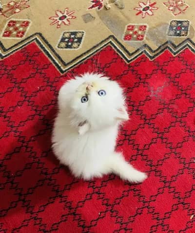 (Persian female kitten) (for sale all) (Pakistan delivery available)