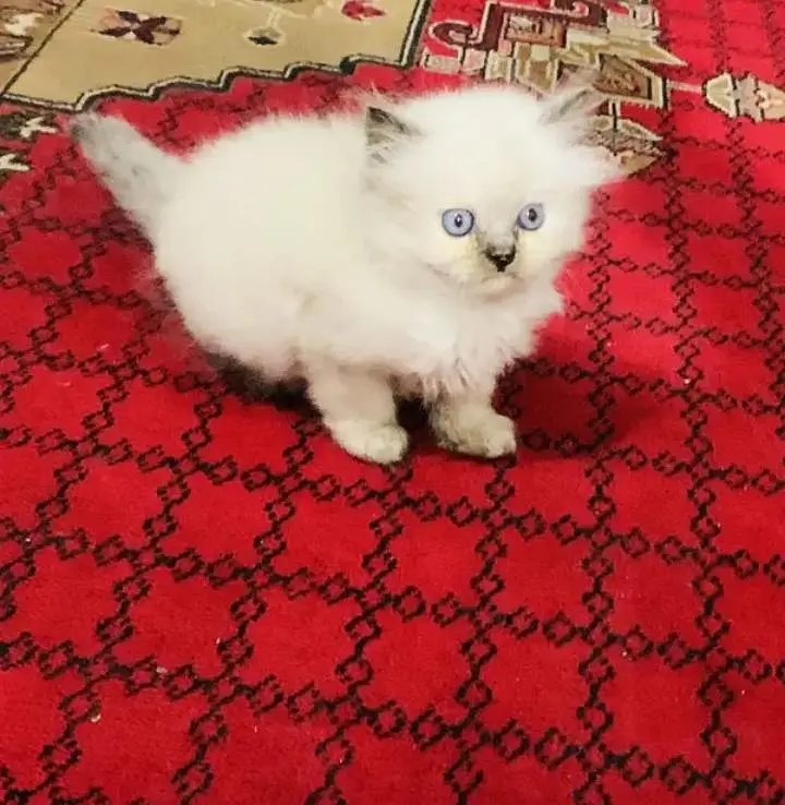 (Persian female kitten) (for sale all) (Pakistan delivery available) — photo 2