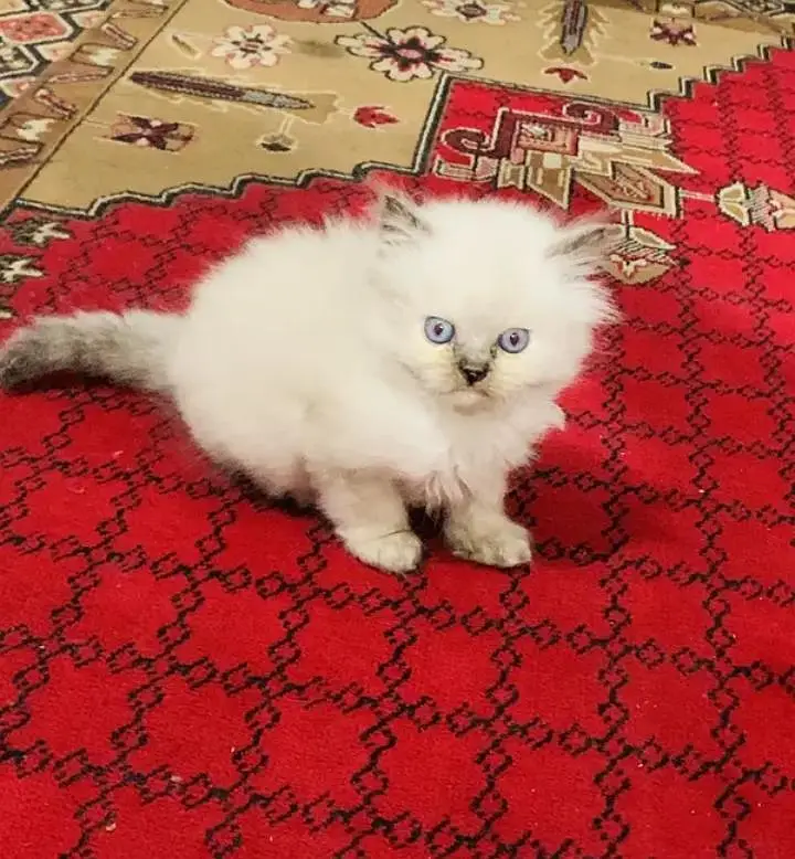(Persian female kitten) (for sale all) (Pakistan delivery available) — photo 3