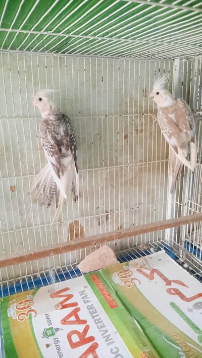 Eno Pearl Pied Pair