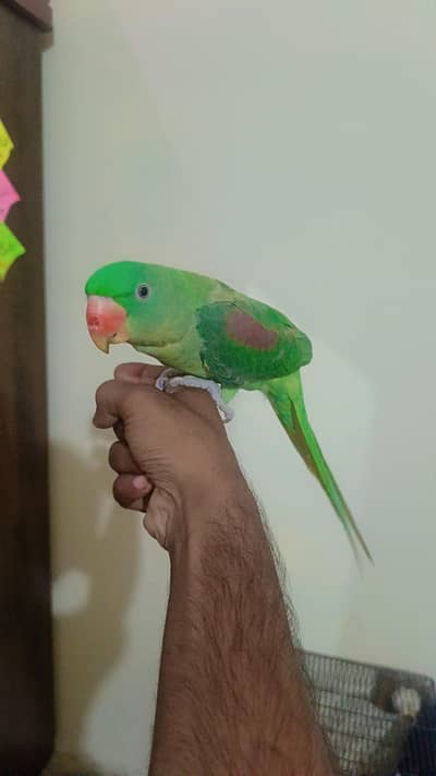 5 month ka hai