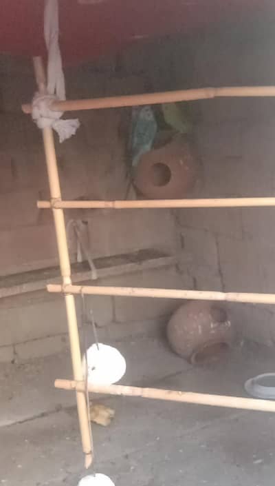parrot