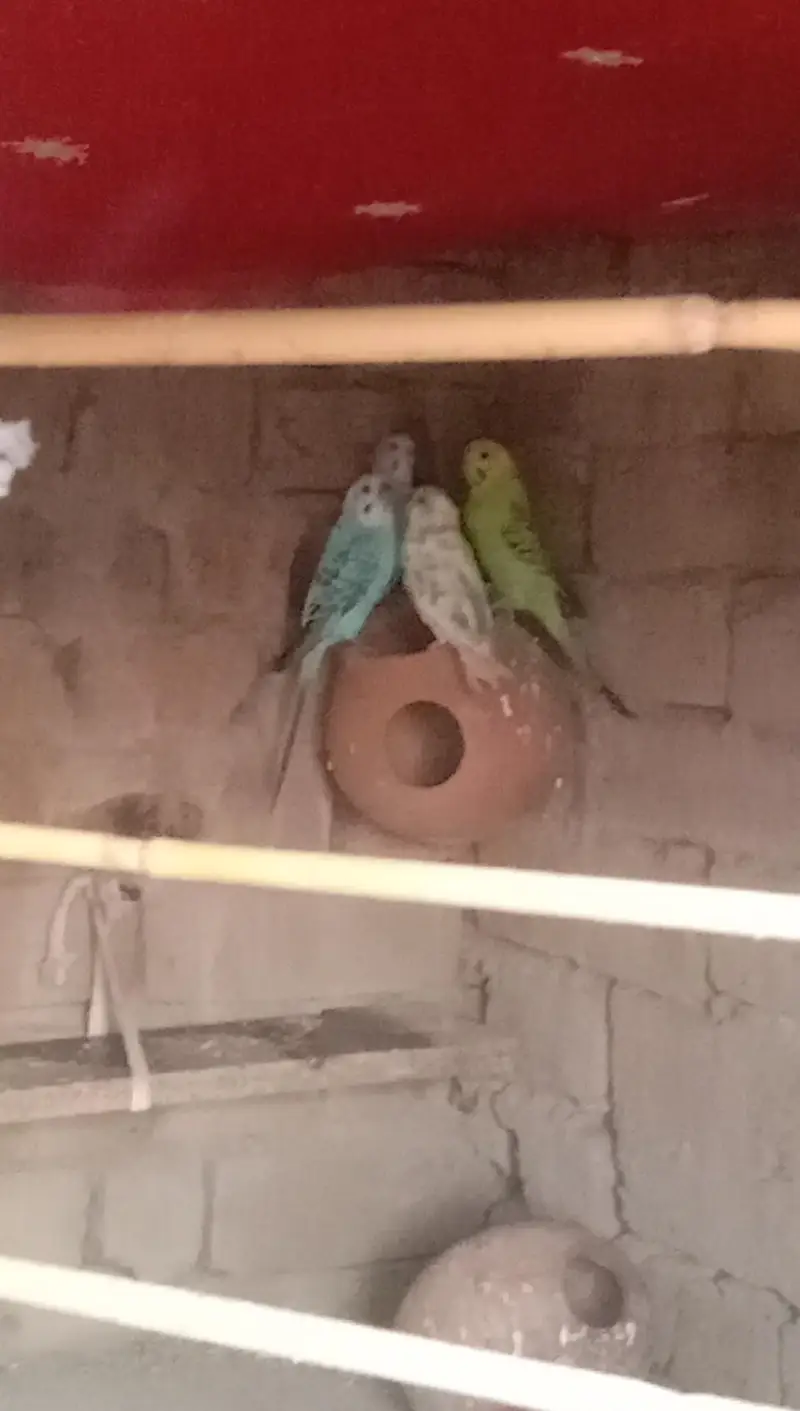 parrot — photo 2