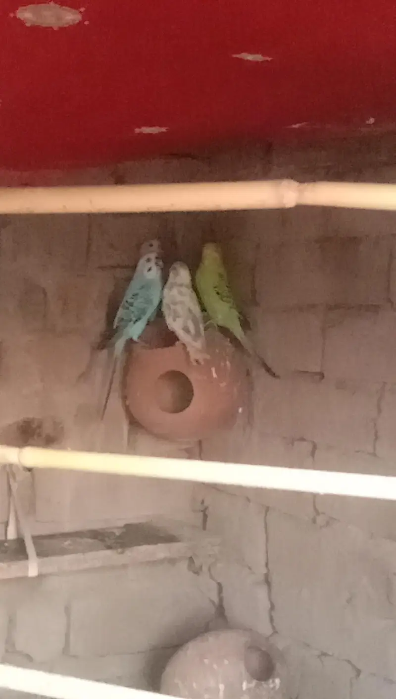 parrot — photo 3
