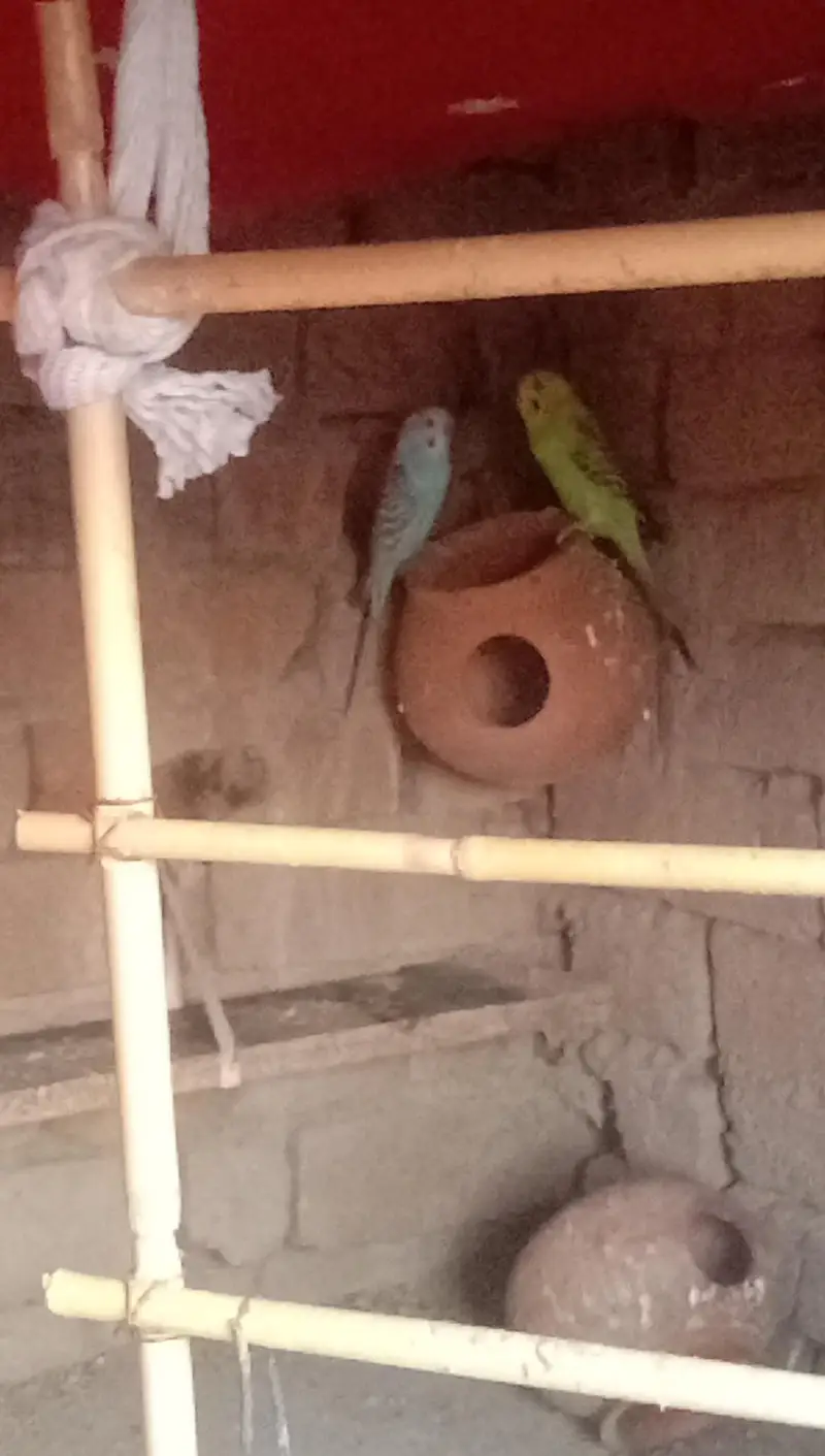 parrot — photo 4