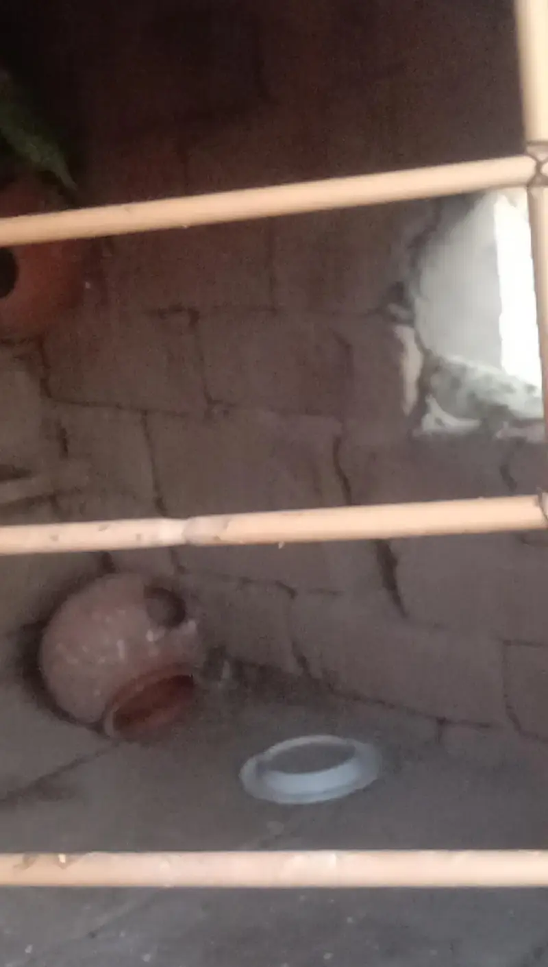 parrot — photo 5