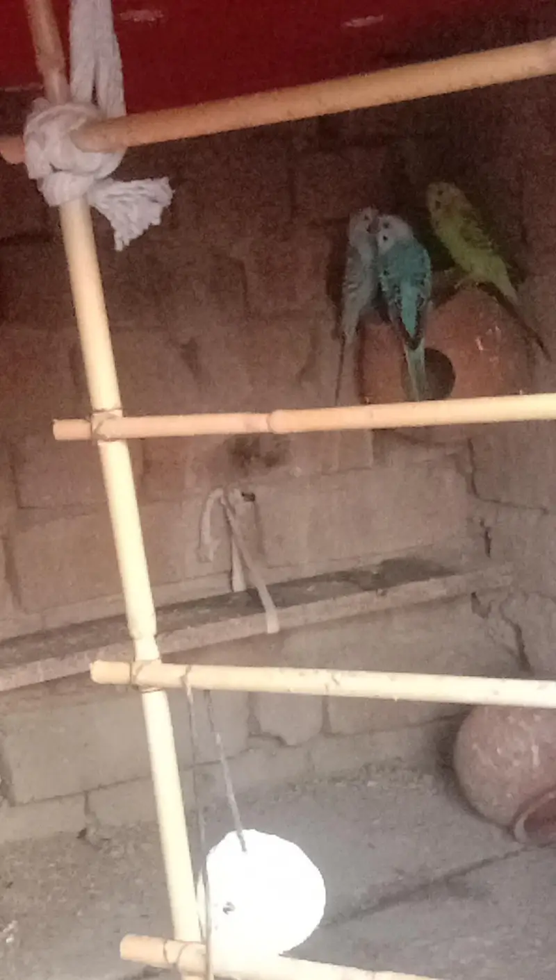 parrot — photo 6