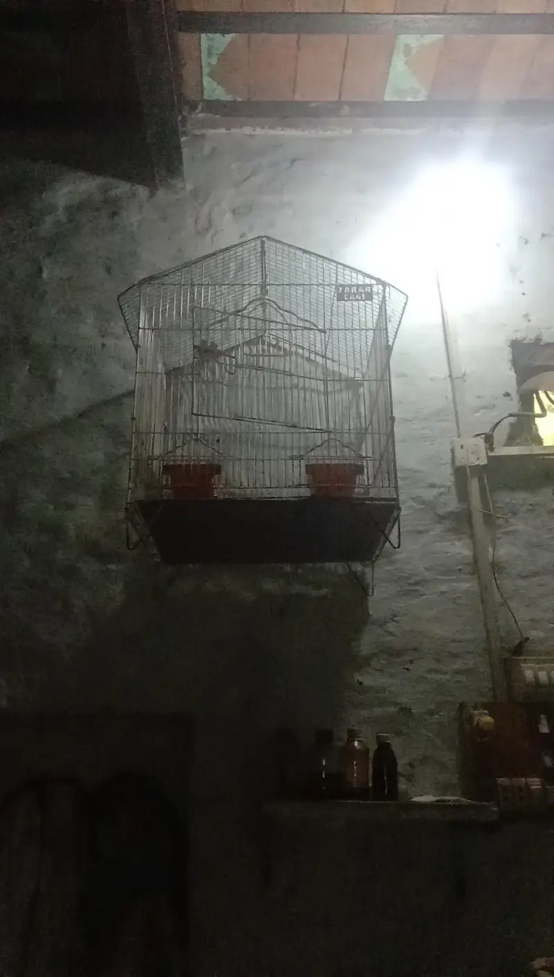 parrot — photo 7