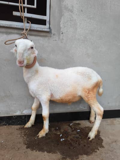 Gulabi Mundra Bacha