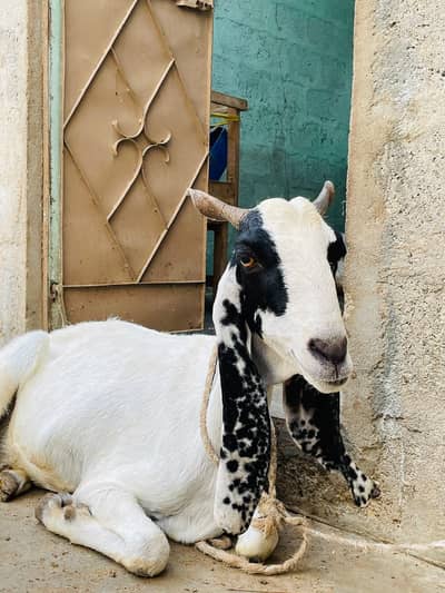 Desi bakri khoobsoorat bakri doodh wali