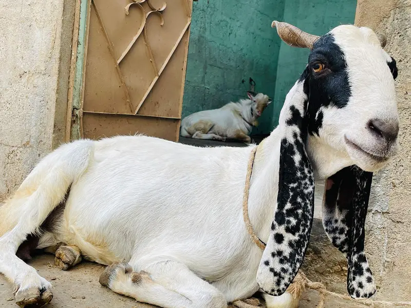 Desi bakri khoobsoorat bakri doodh wali — photo 2