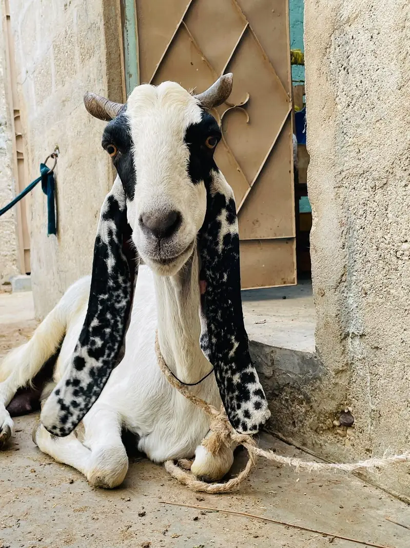 Desi bakri khoobsoorat bakri doodh wali — photo 3