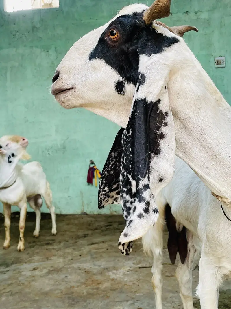 Desi bakri khoobsoorat bakri doodh wali — photo 4
