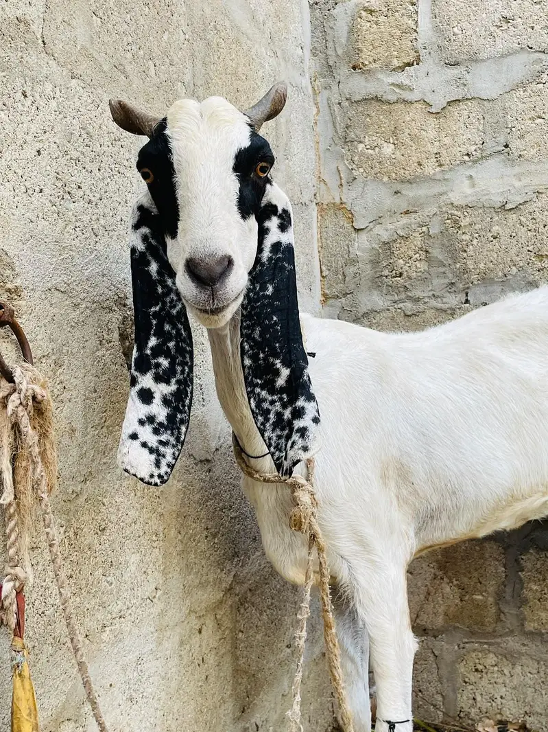 Desi bakri khoobsoorat bakri doodh wali — photo 5
