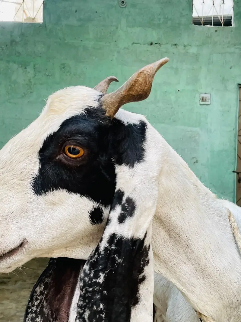 Desi bakri khoobsoorat bakri doodh wali — photo 6