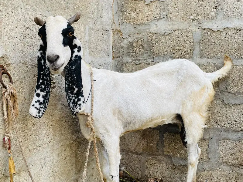 Desi bakri khoobsoorat bakri doodh wali — photo 7