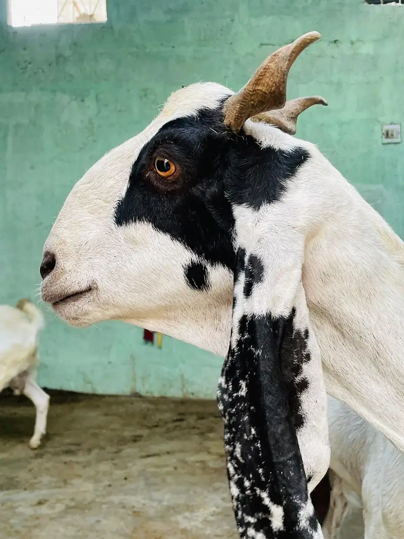 Desi bakri khoobsoorat bakri doodh wali — photo 8