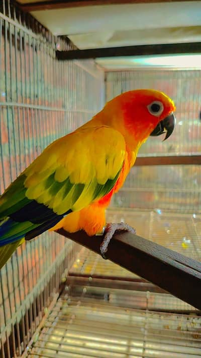 Budgie Motations males & Sun Kannur, Green Chick Kannur For Sale